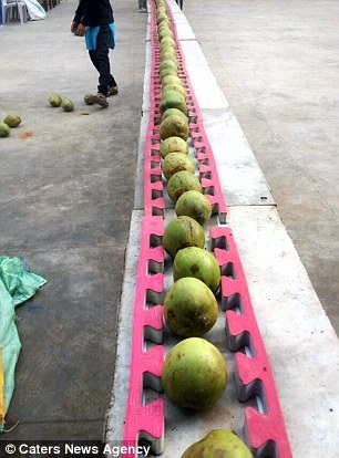 Khó tin "dị nhân" dùng đầu đập vỡ 43 trái dừa - 2
43 quả dừa bị đập vỡ trong vòng 1 phút