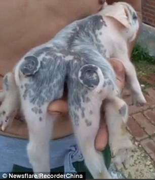 Clip lợn sáu chân, hai đuôi gây xôn xao ở Trung Quốc - 2 Clip lợn sáu chân, hai đuôi gây xôn xao ở Trung Quốc - 2