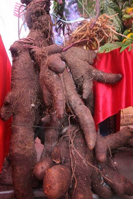 Nhiều củ, quả độc lạ được người dân “khoe” tại lễ hội du lịch trái cây - 3 Củ khoai ngọt thơm dứa nặng 42kg