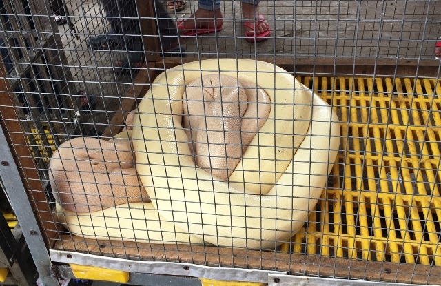 Con trăn có màu trắng