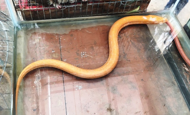 Lươn màu vàng, lốm đốm trắng rất khác lạ