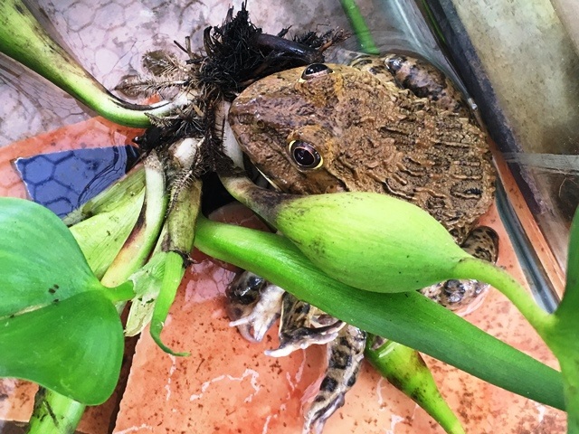 Con ếch có 7 chân