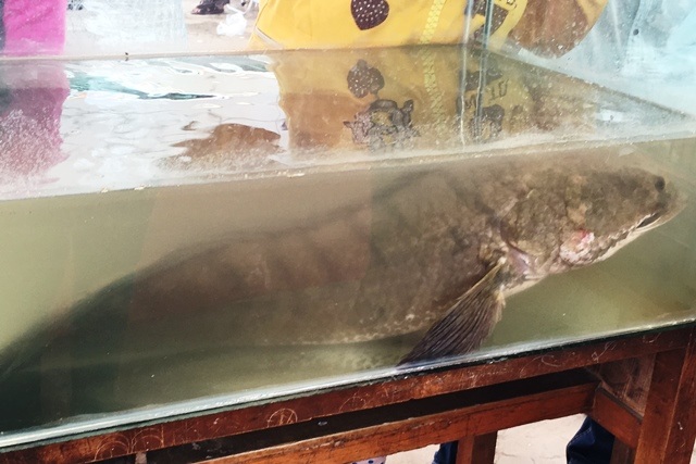 Con cá lóc khủng nặng gần 7 kg