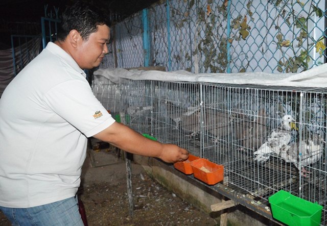 Cần Thơ: Chàng kỹ sư điện và những sản phẩm nông nghiệp “độc, lạ” - 2 Anh Điền đang cho bồ câu ăn
