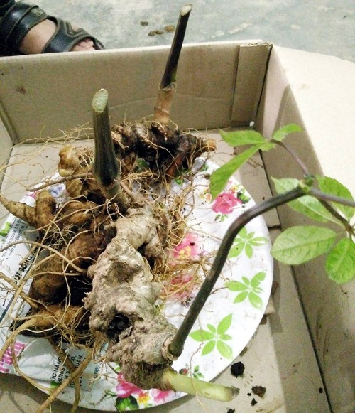 Chiêm ngưỡng những “báu vật” sâm Ngọc Linh trăm tuổi quý hơn vàng - 3 Củ sâm nặng hơn 7 lạng, có 4 nhánh, dài khoảng 30 cm