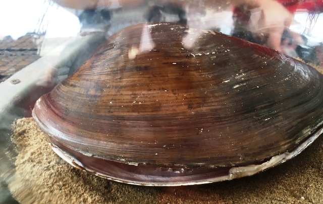 Vỏ của con hến nặng gần 1 kg, gấp hàng chục lần bình thường