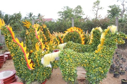 Quất kiểng hình “siêu độc” tất bật chuẩn bị ra chợ Tết - 14 Cây quất được tạo dáng rất đa dạng phục vụ khách hàng trong dịp Tết