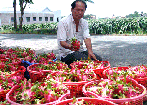 Vào HTX trồng thanh long chất lượng cao, nông dân giàu nhanh - 1
Anh Thành giới thiệu sản phẩm thanh long sạch đạt tiêu chuẩn xuất khẩu của HTX.