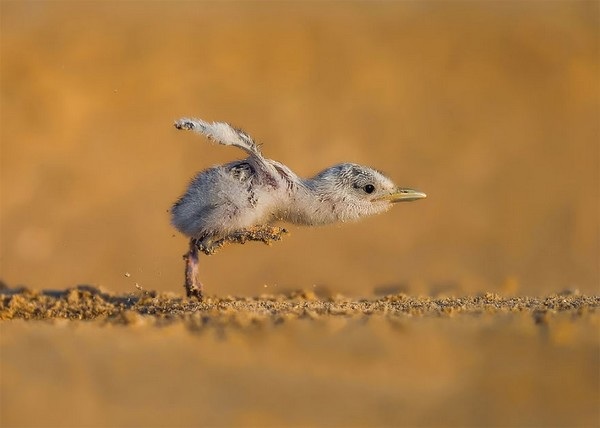 Bức ảnh “Tốc độ tối đa” của Faisal Alnomass (Kuwait), hạng mục “Hành vi của chim”