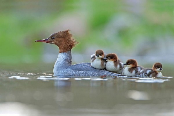 “Vịt nước và đàn con”, bức ảnh của Jonathan Gaunt (Anh), thuộc hạng mục “Hành vi của chim”