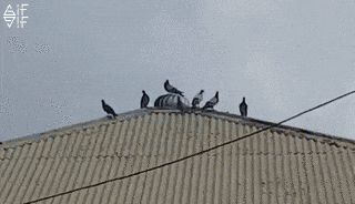 “Cười thả ga” đón tuần làm việc mới với loạt ảnh động siêu hài hước - 1 Xếp hàng từ từ, rồi ai cũng đến lượt