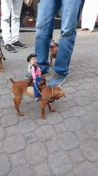 "Cười hết nấc" trong ngày nghỉ lễ với bộ sưu tập ảnh động siêu hài hước - 10 Một cách hóa trang cực thú vị cho những chú chó