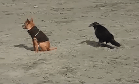 "Cười hết nấc" trong ngày nghỉ lễ với bộ sưu tập ảnh động siêu hài hước - 11 Khi động vật cũng biết đùa