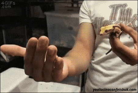 Mọi loài vật đều có thể mắc sai lầm