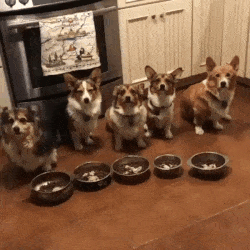 “Hình như có điều gì sai sai ở đây? Phần ăn của mình đâu?”