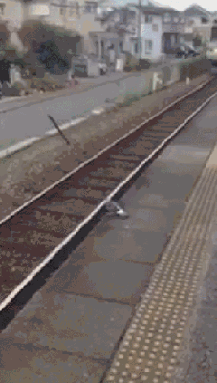 "Cười hết nấc" trong ngày nghỉ lễ với bộ sưu tập ảnh động siêu hài hước - 14 “Bay mỏi cánh quá, đi nhờ tí nào!”