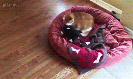 “Đứa nào dám bắt nạt con ta?”