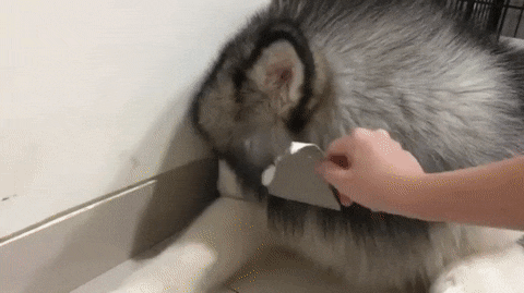 Phản ứng khi làm điều gì đó sai trái mà bị phát hiện