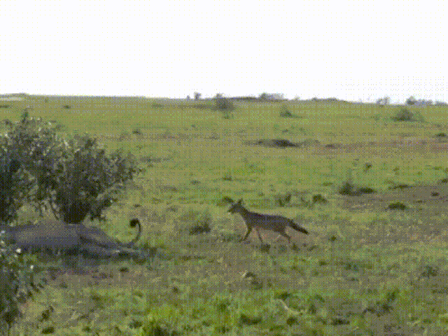"Cười hết nấc" trong ngày nghỉ lễ với bộ sưu tập ảnh động siêu hài hước - 5 Trò chơi cảm giác mạnh trong thế giới động vật