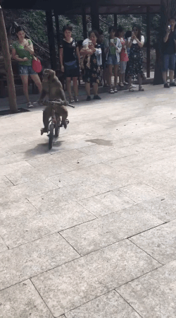 Hậu quả của việc đi xe mà không chịu nhìn đường