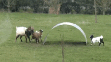 Khi dê chơi bập bênh