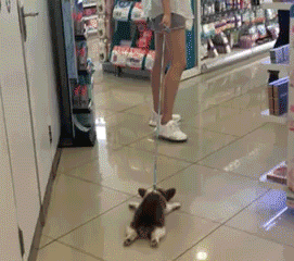 Đây là phản ứng khi đang ngồi trong phòng máy lạnh mà bị bắt ra ngoài làm gì đó trong đợt nắng nóng cao điểm vừa qua