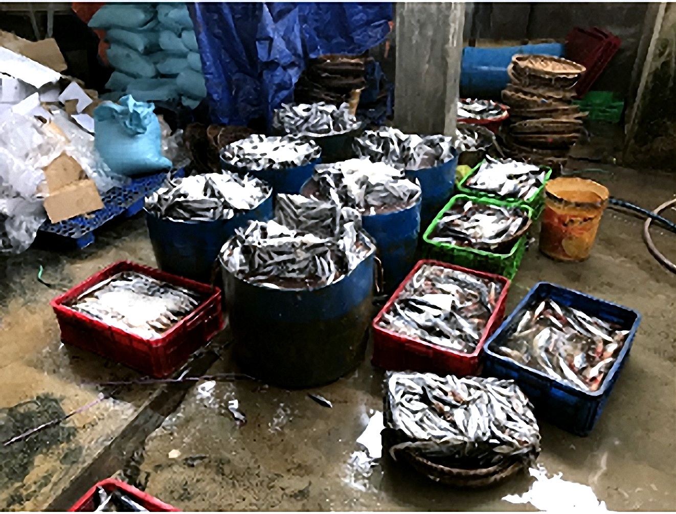 ảnh hiện trường vụ cá hấp bằng hóa chất lạ ảnh hiện trường vụ cá hấp bằng hóa chất lạ