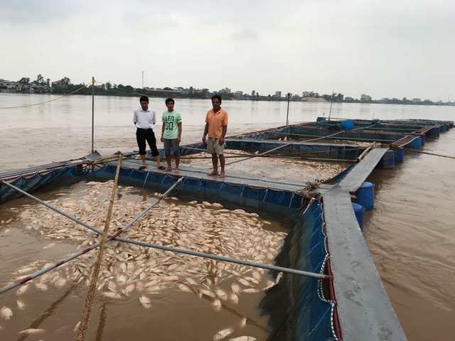 Siêu máy bơm "bất lực" ở Sài Gòn, Hà Nội ngồi chờ lũ rút - 8 Do nước lũ từ đầu nguồn kèm theo bùn đổ về sông Hồng, kết hợp nước dâng cao khiến gần 80 tấn cá lồng sắp đến kỳ thu hoạch của người dân (xã Hồng Phong, Vũ Thư, Thái Bình) chết trắng, thiệt hại ước tính lên đên hơn 4 tỷ đồng. (Ảnh: Đức Văn)