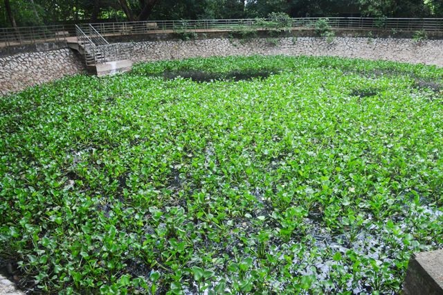 Xung quanh chùa, nhiều đống rác được đổ gần lối đi khiến cho du khách ngại ngần bước chân (ảnh trên). Một cái ao to có hàng rào, đường bao quanh nhưng đường thì bị hư hỏng, ao đầy lục bình (bèo), nước thì đen ngòm, bốc mùi hôi thối, có rất nhiều rác thải nổi lềnh bềnh khiến cho du khách không muốn lại gần.