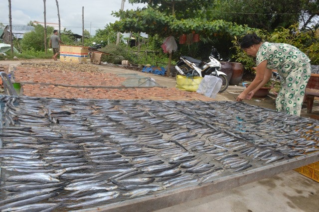 Nhiều tỉnh vẫn cấm tàu thuyền ra khơi sau bão số 16 - 4
Người dân phơi cá khô để chuẩn bị đón Tết. (Ảnh: Bạch Dương)