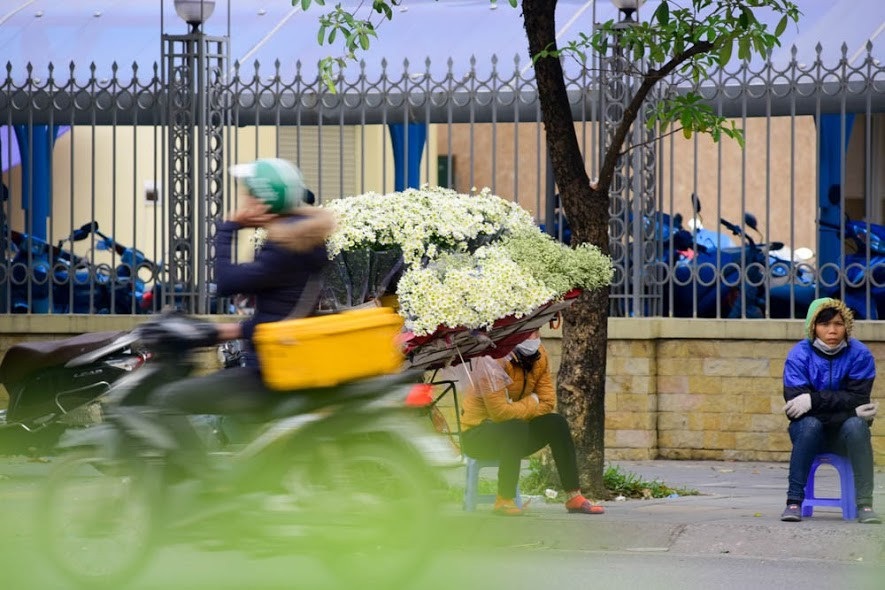 Cúc họa mi đẹp tinh khôi "gọi" đông về trên phố Hà Nội - 9 Cúc họa mi thường được bán theo bó và bày bán phổ biến ở những con phố như: Giảng Võ, Nguyễn Chí Thanh, đường Thanh Niên...