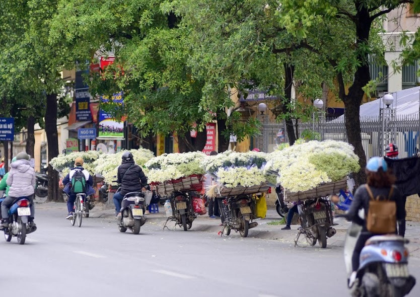 Cúc họa mi đẹp tinh khôi "gọi" đông về trên phố Hà Nội - 3 Cúc họa mi thường nở rộ vào cuối tháng 11 khi những cơn gió đông len lỏi khắp phố phường