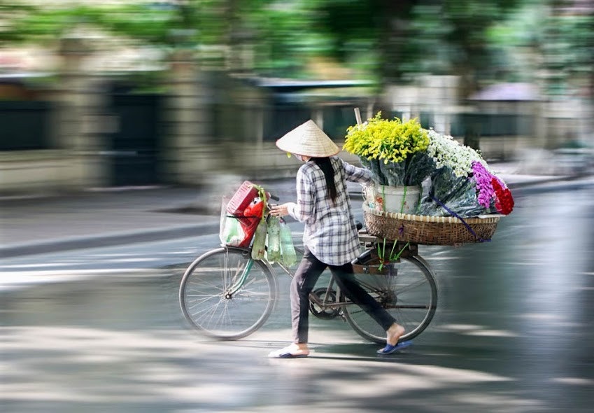 Cúc họa mi đẹp tinh khôi "gọi" đông về trên phố Hà Nội - 12 Vẻ đẹp tinh khôi của cúc họa mi trên đường phố Hà Nội