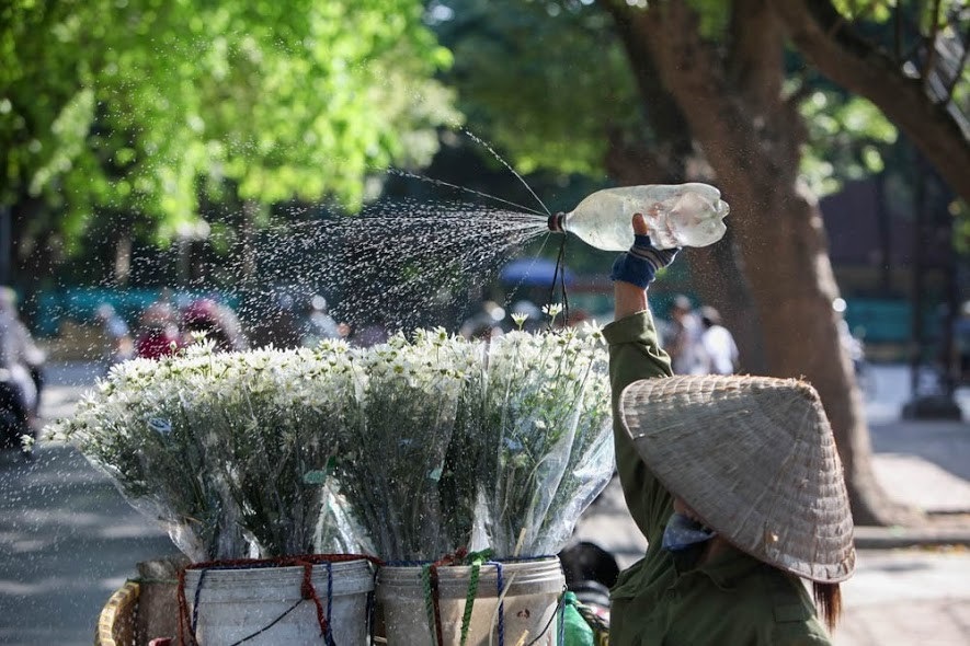 Cúc họa mi đẹp tinh khôi "gọi" đông về trên phố Hà Nội - 13 Đối với người Hà Nội, khi những bông cúc họa mi bừng nở trên khắp phố phường cũng chính là khi mùa đông đã về.