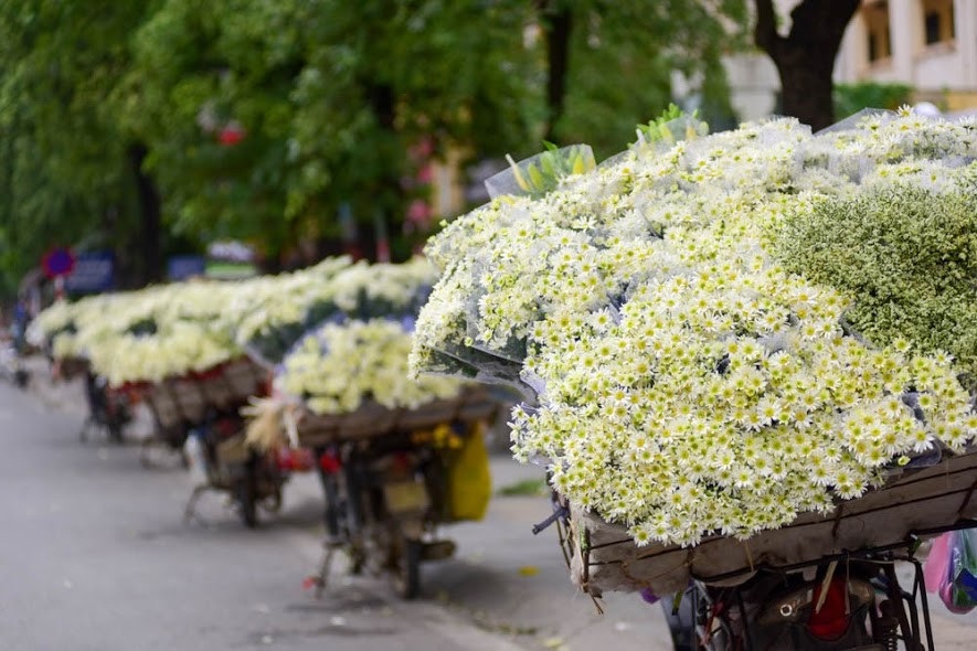 Cúc họa mi đẹp tinh khôi "gọi" đông về trên phố Hà Nội - 4 Sắc trắng tinh khôi của cúc họa mi trải dài trên những con phố khiến cho Hà Nội mang vẻ đẹp bình yên đến lạ!