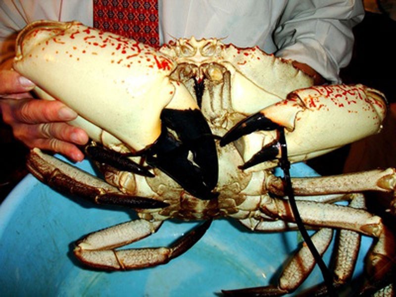 Cá sủ vàng 5 kg, cụ rùa hơn 1 tạ: Dân nhậu định cho vào nồi lẩu - 1
Cua Tasmania có giá từ 20-70 triệu đồng/con.