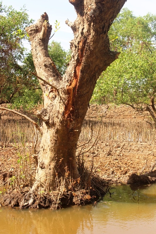 Phá tan hoang rừng bần vì tin đồn được Formosa đền bù? - 2 Nhiều cây bần bị đào bới tận gốc, đang đứng... chờ chết!