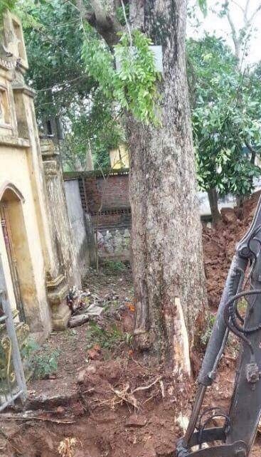Vụ bán cây sưa 200 tuổi: Họ đã lừa dối dân làng như thế nào? - 1 Hạ cây sưa 200 tuổi (Nguồn: Dân Việt)