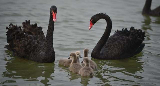 Hình ảnh thiên nga đen trong công viên ở Thượng Hải