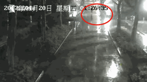 Hình ảnh CCTV ghi lại cho thấy con thiên nga đen bị lấy cắp trong đêm