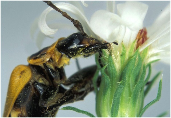 Kỳ lạ loài nấm biến bọ cánh cứng thành… Zombie - 1