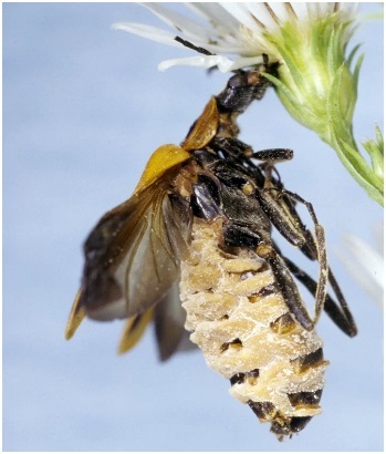 
Nấm Eryniopsis lampyridarum khiến vật chủ bò lên cây, cắn vào hoa trước khi bỏ mạng.
