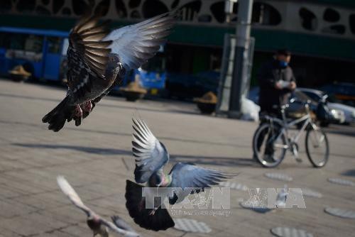 Bồ câu có thể nhận thức không gian và thời gian - 1
Chim bồ câu trên quảng trường thủ đô Seoul, Hàn Quốc. Ảnh: AFP/TTXVN.