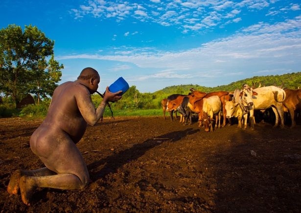 Đến nơi đàn ông quyến rũ phụ nữ nhờ... bụng to - 5 Một chàng trai được vỗ béo