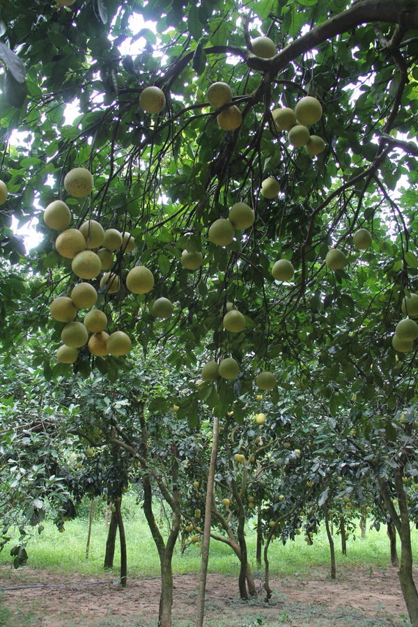Mê hoặc vườn bưởi Phúc Trạch hàng ngàn quả phục vụ tết Trung thu - 4 Trừ những mùa gặp thiên tai, như trận lũ lịch sử 2010, 2016, còn lại vườn bưởi này mỗi năm cho thu hoạch 6000- 8000 quả.