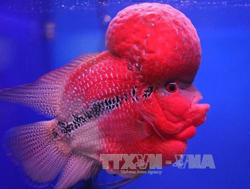 Phát hiện loài cá cũng có các trạng thái cảm xúc - 1