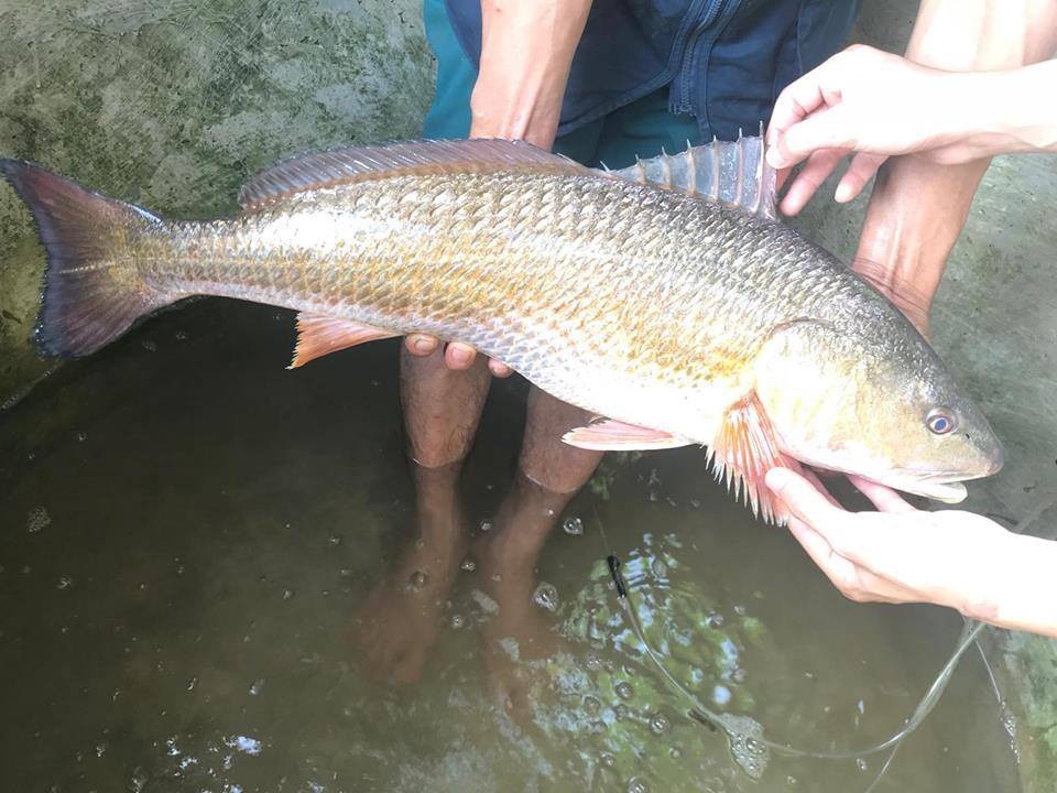 Ngư dân câu được cá lạ nghi là cá sủ vàng quý hiếm - Ảnh 1. Ngư dân câu được cá lạ nghi là cá sủ vàng quý hiếm - Ảnh 1.