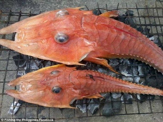 Sửng sốt với sự xuất hiện của loài cá giống “sinh vật thời tiền sử” - 1
Hai con cá chào mào gai xuất hiện ở vùng biển Australia. (Nguồn: Facebook)