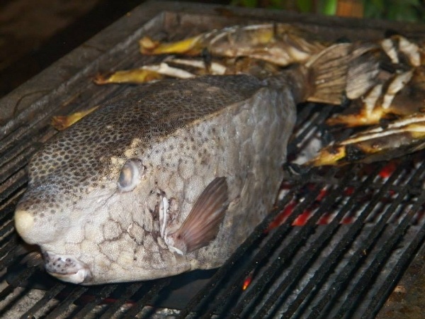 Độc lạ món “gà nước mặn” của miền biển - 2 Chế biến cá bò hòm không cần quá kỳ công. (Ảnh: Internet)