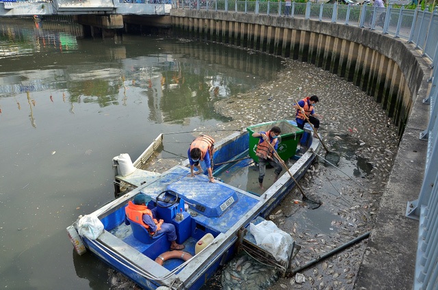 “Tỉa bớt” cá rô phi trên kênh Nhiêu Lộc - Thị Nghè - 1
Cá chết nhiều trên kênh Nhiêu Lộc - Thị Nghè vào đầu mùa mưa năm 2016 (ảnh Đình Thảo)